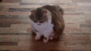 УТРО ГОЛОДНОГО КОТА