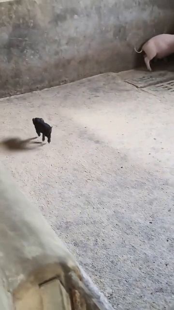 Реальный рассизм среди животных смотреть онлайн