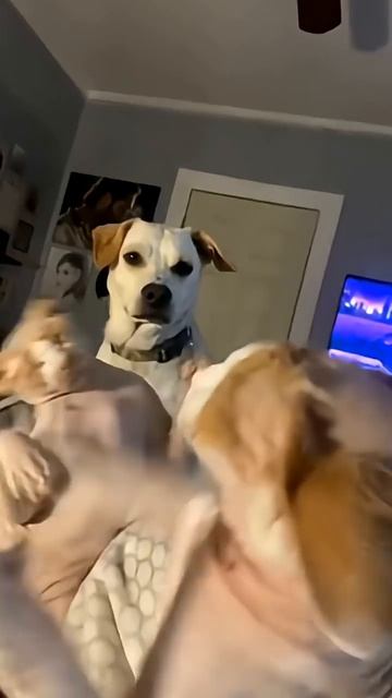 If you have two cats #funny #catlover #cat #fyp #funnycatvideos смотреть онлайн