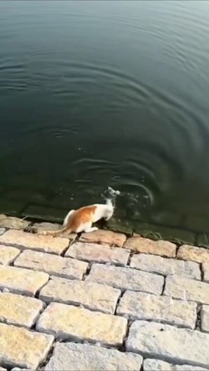 #приколы #юмор #прикол #смешно #коты #кот #кошки #котята #топ #топчик #роликдня #видеодня #лучшее #л