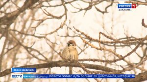 "Вести. Сахалин. Курилы". 12 февраля 2026 года