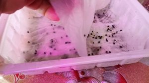 МОИ РАСТИШКИ И РАССАДИЛА ЛУК ЭКСИБИШЕН ПО СТАКАНЧИКАМ