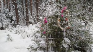 Сказка зимнего леса