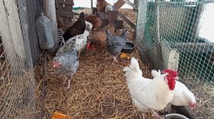 Цыплят меньше. В курятнике плюс. А я решаю что делать с работой-  что выбрать Озон или Яндекс.