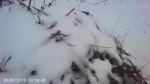 Наша компостная куча №2 зимой 2026