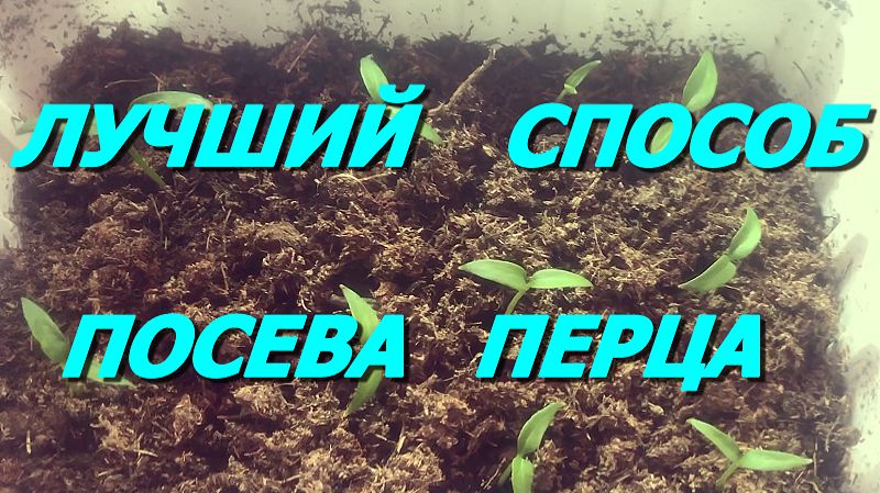 ОДИН ИЗ ЛУЧШИХ СПОСОБОВ ПОСЕВА ПЕРЦА.