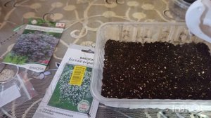 /140/ Жизнь в деревне.На улице снегопад.Посеяла  вербену, бакопу.Приготовила ужин.