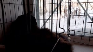 На окошке котики.