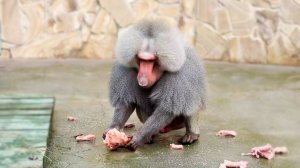 Жлоб, Жулька и Лорик! Образец ЖАДНОСТИ не дает никому спуску! Ничем не отвлечь, следит за руками!