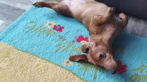 Я иду гулять вместе с вестой