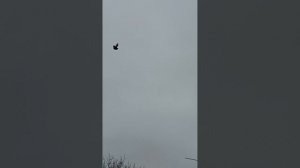 мои голуби, Ростовская область Сальский р-н (89895013708) Андрей