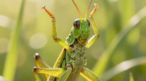 «Лампада кузнечика зелёные ноты лета»