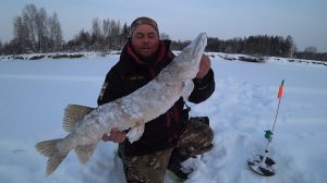 ЗАНОЧЕВАЛ В МЕТЕЛЬ НА КУРЬЕ! ТРОФЕЙНАЯ ЩУКА НА ЖЕРЛИЦУ, ЯЗИ НА КОМБАЙНЫ \ СЖЁГ ПАЛАТКУ, ЧАСТЬ 2.