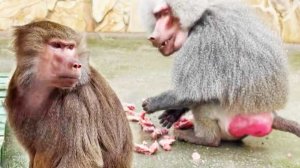 СИЛ нет ТЕРПЕТЬ это всё! Елисей НЕ ДЕЛИТСЯ ценным  с Лидой! Уникальный ЖЛОБ!