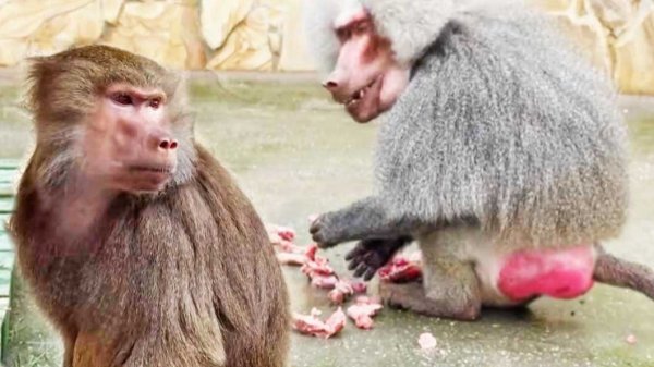 СИЛ нет ТЕРПЕТЬ это всё! Елисей НЕ ДЕЛИТСЯ ценным  с Лидой! Уникальный ЖЛОБ!