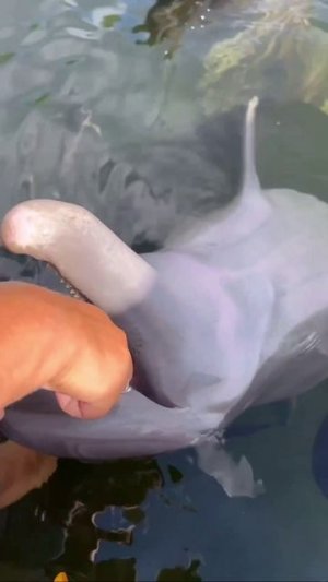 Доброе утро Чистим зубки