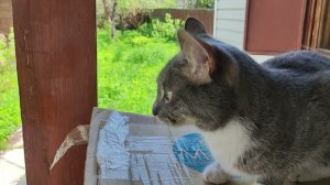 Дачный сезон #157 конец мая на новой даче)