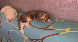 Доброго всем вечера и самой спокойной ночи.