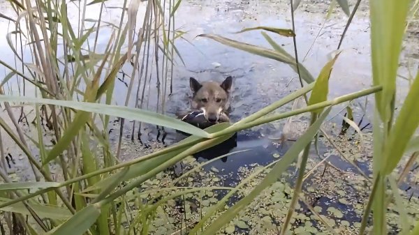 Каюр подал утку