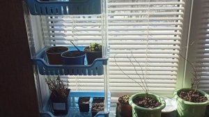 11,12 февраля 2026г. Рассаживаю цветы.Подарок от детей)