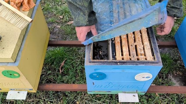 Весенний Старт 2026!!!Матки на Свободу!!! смотреть онлайн