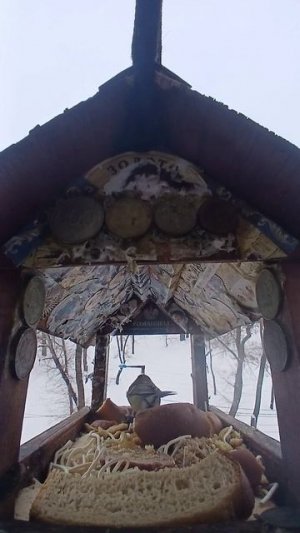 1000009783.mp4Кормушка.13.02.2026г.