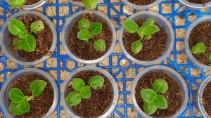 Последняя пикировка глоксиний по стаканчикам