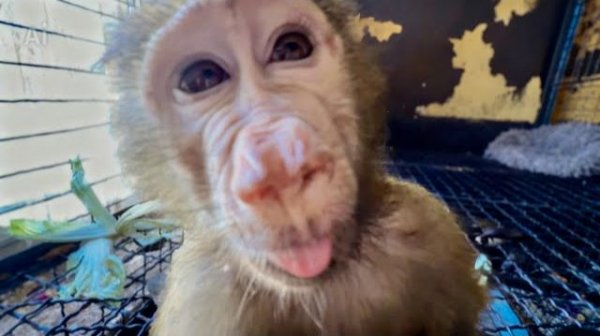 Анфиса и Маня СТАЛИ ПРЯМО ПОДРУЖКАМИ, а как они вместе ИГРАЮТ И ДУРАЧАТСЯ!