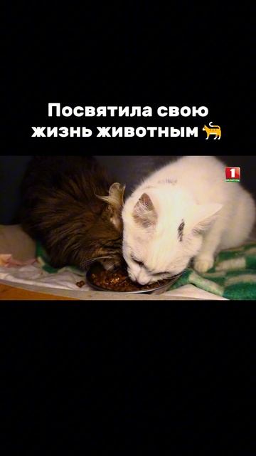 Животные играют важную роль в ее жизни🐈 #factorby #факторбеларусь #хиты #музыкальноешоу