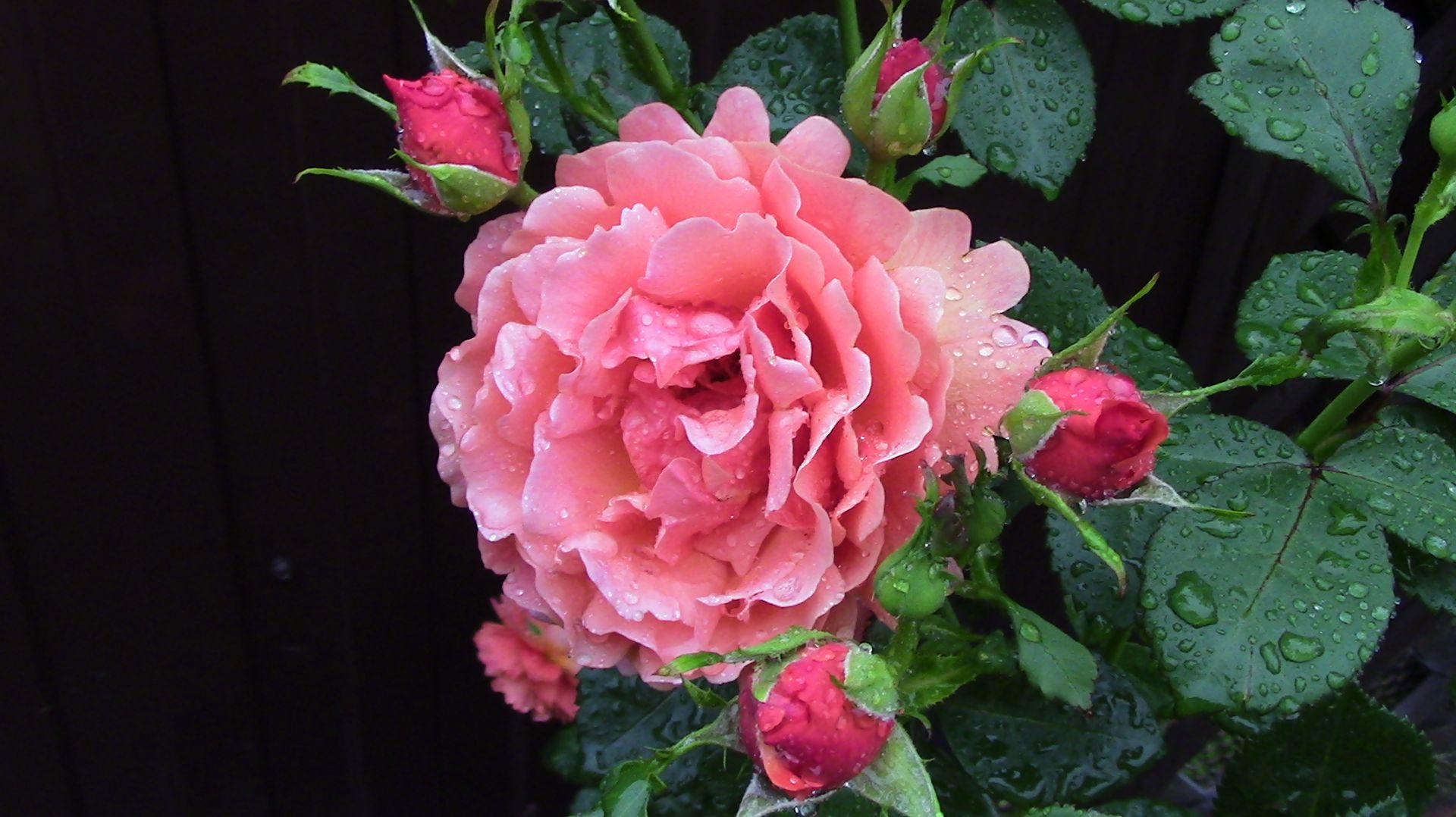 Роза Изи Даз Ит (Easy Does It) - роза хамелеон. смотреть онлайн