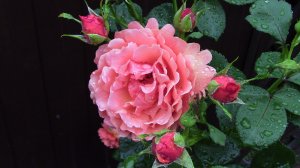 Роза Изи Даз Ит (Easy Does It) - роза хамелеон.