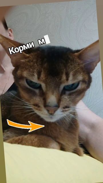 Потомки льва всё да прекрасны. Гордый взгляд, длинный хвост и красивые усы #юмор #коты #рек #реки #с