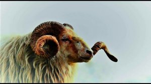 Загадывайте желания правильно