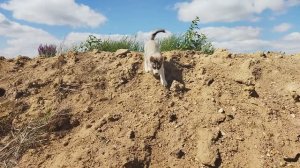 Леля с Велесом - первая совместная прогулка.