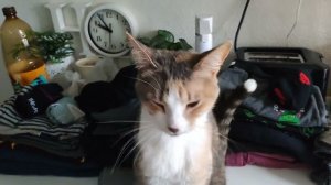 Уборка #497 стирка, гирлянда, порядок)