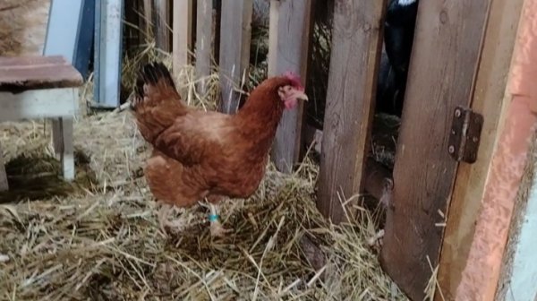 13-02-2026 Вот хитрюля / козы / куры / козлята / моё хозяйство.