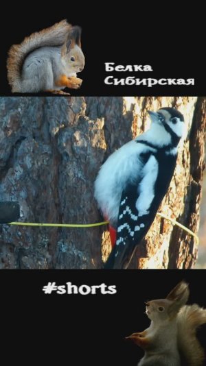 Дятел прилетел на сало