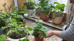 13-02-2026. Покупки для цветов, обрезка пеларгонии   .