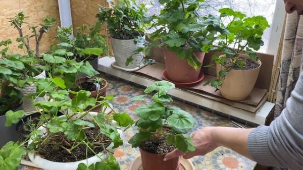 13-02-2026. Покупки для цветов, обрезка пеларгонии   .