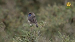 Природные парки. Анонс. Канал В Мире Животных