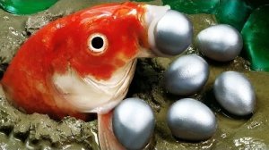 Стоп-кадр ASMR - Рыба Кои Охотится на розового сома | Красочная рыба Кои | Примитивный кулинарный эк