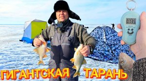 Гигантская ТАРАНЬ и крупный ЛЕЩ в глухозимье!!!