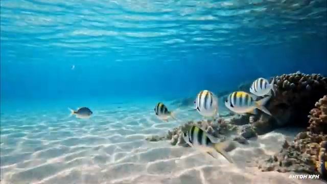 Ах море море Потрясающий голос из далёких 60-х Нежная красивая песня исцеляющая душу смотреть онлайн