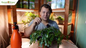 Шлюмбергера, он же декабрист, он же зигокактус.