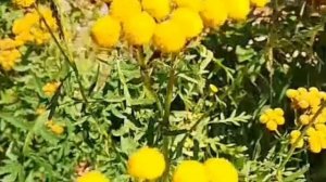 ПРОИСХОЖДЕНИЕ ПЕСНИ,,КРУТИТСЯ ВЕРТИТСЯ ШАР ГОЛУБОЙ,,🪩🎈РАССКАЗЫВАЕТ ПЕЛАГЕЯ И МОЯ МАМА❤️