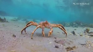 Чем питается и до каких размеров может вырасти Камчатский краб — Paralithodes camtschaticus ?