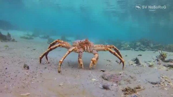 Чем питается и до каких размеров может вырасти Камчатский краб — Paralithodes camtschaticus ?