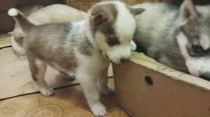 Чё-каво!? Грызём коробки