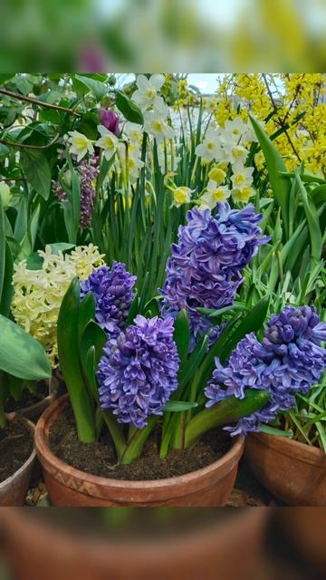 Репетиция весны! Волшебный танец нежности! смотреть онлайн