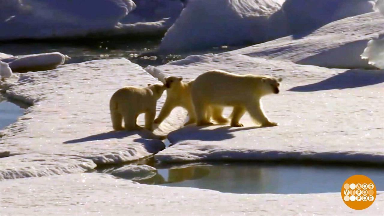 Климат, странный ты какой-то... Доброе утро. Фрагмент выпуска от 13.02.2026 смотреть онлайн
